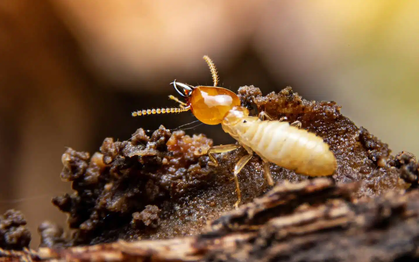 Comment identifier et contrer les insectes xylophages dans votre maison